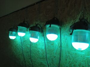 IMG_20241031_004621_011